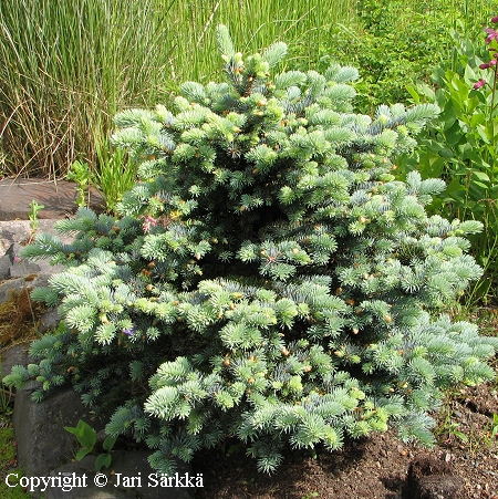 Picea pungens 'Glauca Globosa', pallohopeakuusi